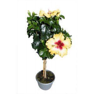 Hibiscus sur tige 