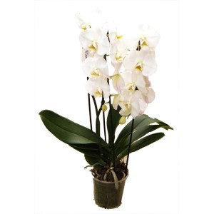 Orchidee Phalaenopsis 