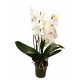 Orchidee Phalaenopsis 