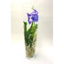 Orchidee Vanda