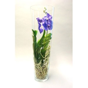 Orchidee Vanda