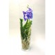 Orchidee Vanda