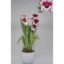 Orchidee Miltonia