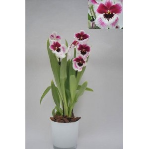 Orchidee Miltonia