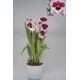 Orchidee Miltonia