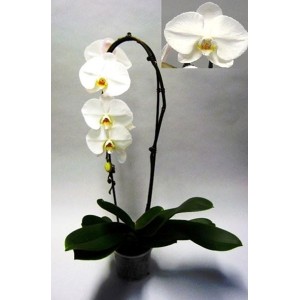 Orchidee phaleanopsis cascade