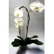 Orchidee phaleanopsis cascade