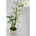 Orchidee Dendrobium