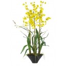 Orchidee Oncidium