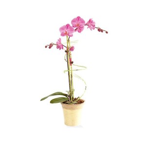 Orchidee phaleanopsis 1 branche