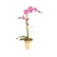 Orchidee phaleanopsis 1 branche