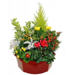 Coupe de Plantes