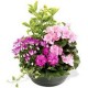 Coupe de Plantes