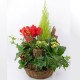 Coupe de Plantes