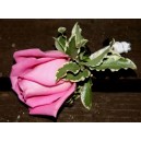 Boutonnière en Rose