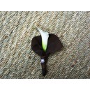 Boutonnière en Calla 