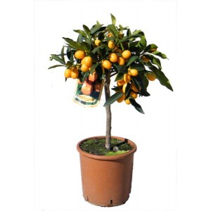 Kumquat 