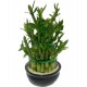 Lucky Bamboo