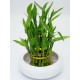 Lucky Bamboo