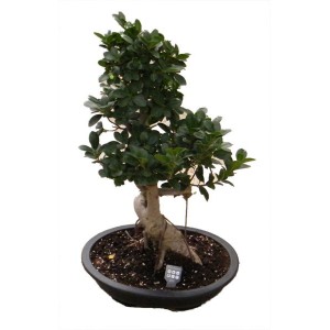 Bonsai 