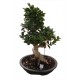 Bonsai 