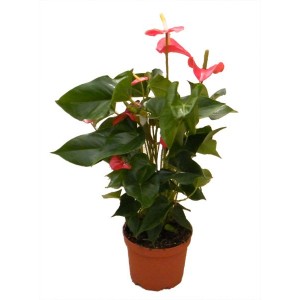 l'Anthurium