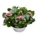 Kalanchoe 