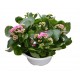 Kalanchoe 