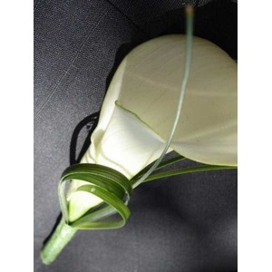 Boutonnière 8