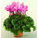 cyclamen