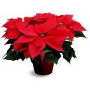 poinsettia rouge 