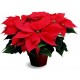 poinsettia rouge 