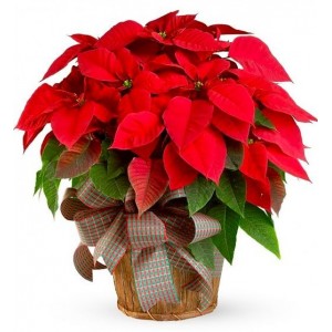 poinsettia rouge 