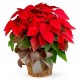 poinsettia rouge 