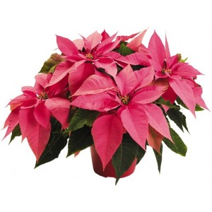 poinsettia rose 