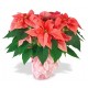 poinsettia 