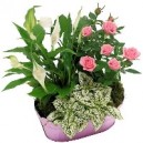 panier de plantes fleuries 