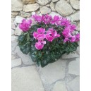 coupe de cyclamen rose 