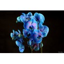 orchidées bleue