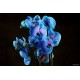 orchidées bleue
