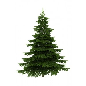 sapins nordmanns 100/125 cm 