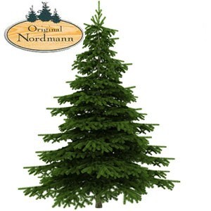 sapins nordmanns 125/150 cm