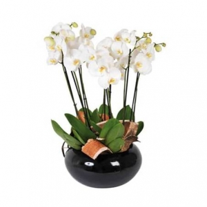 Coupe d orchidees blanches 