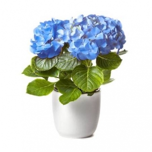 hortensia bleu