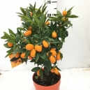 Kumquat 