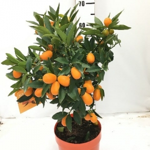 Kumquat