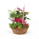 panier de plantes 