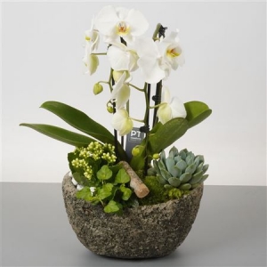 coupe de phalaenopsis