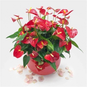 coupe d anthuriums